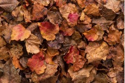 Likvidace listí: správně, legálně a ekologicky na zahradě